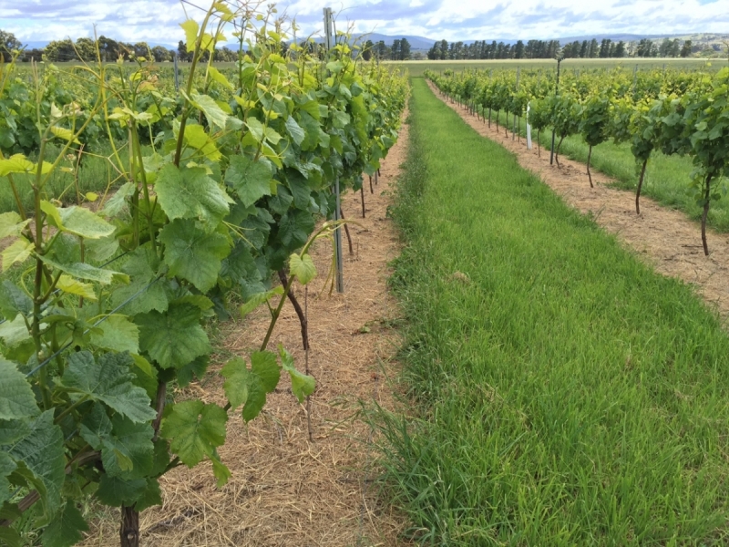 Chateau 90 days after application in a Tasmanian vineyard